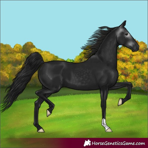 Horse Color:Unknown 