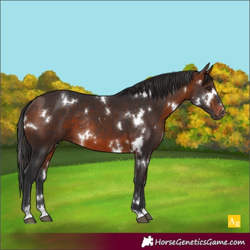 Horse Color:White Spotted Bay Rabicano 