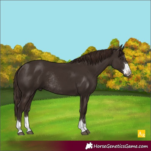 Horse Color:Liver Chestnut Rabicano