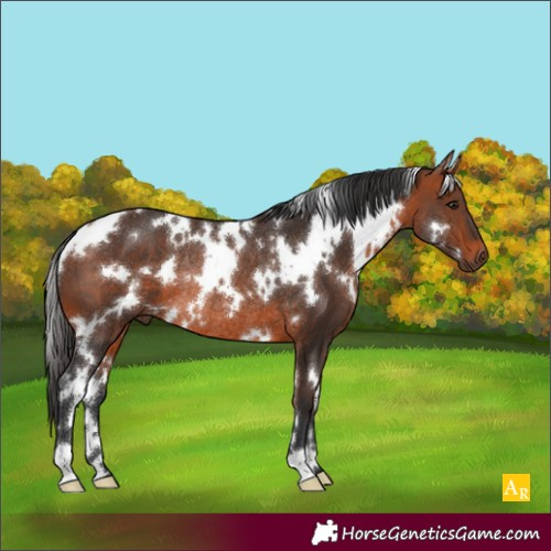Horse Color:White Spotted Bay Rabicano 