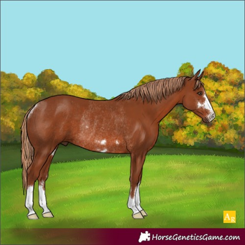 Horse Color:Chestnut Rabicano 