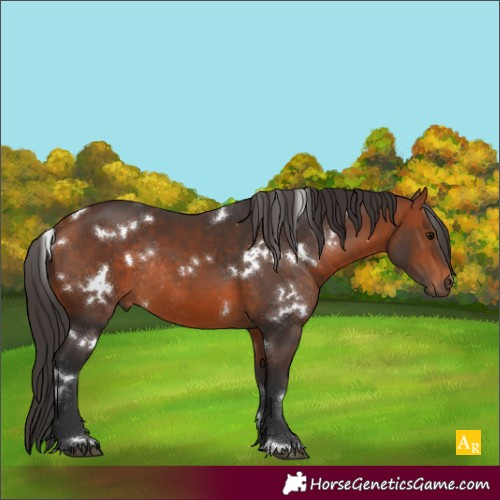 Horse Color:White Spotted Bay Rabicano 
