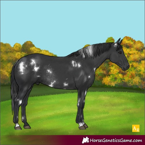 Horse Color:White Spotted Black Rabicano 