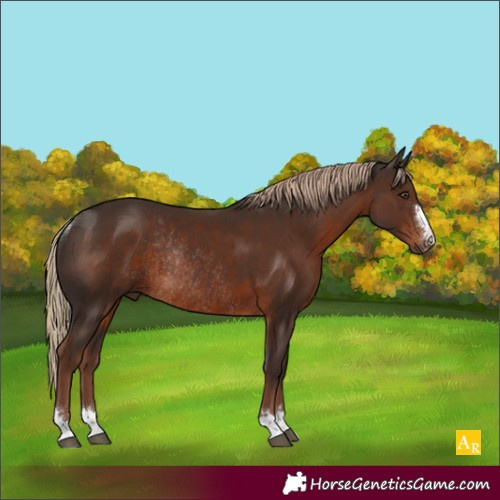 Horse Color:Liver Chestnut Rabicano 