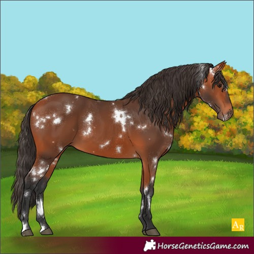 Horse Color:White Spotted Bay 