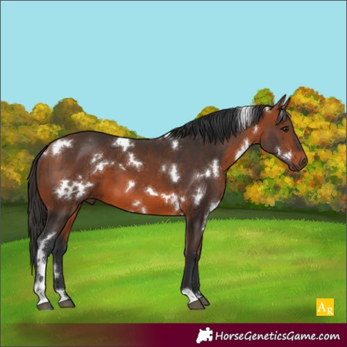 Horse Color:White Spotted Bay