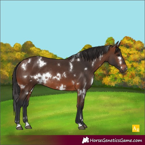 Horse Color:White Spotted Brown Rabicano 