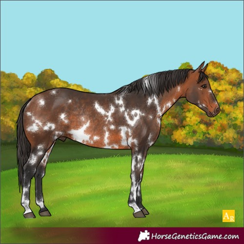 Horse Color:White Spotted Bay Rabicano 