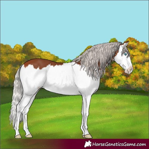 Horse Color:Silver Bay Splash 