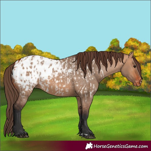 Horse Color:Bay Dun Appaloosa  and Bay Dun Appaloosa 