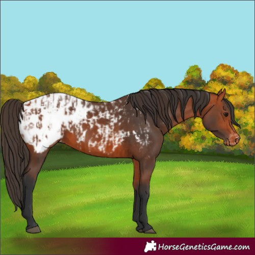Horse Color:Bay Appaloosa  and Bay Appaloosa 