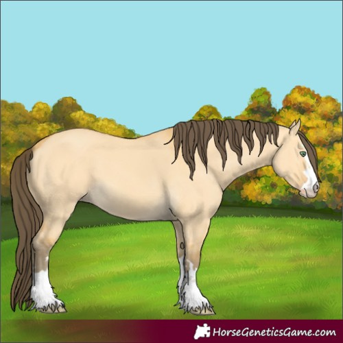 Horse Color:Amber Cream Champagne Dun 