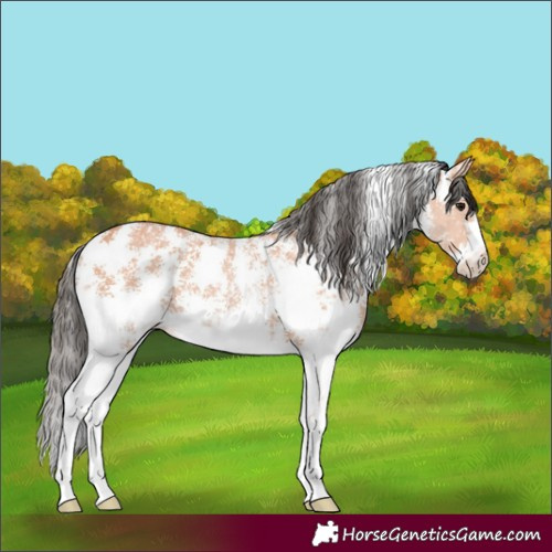 Horse Color:Bay Sabino 
