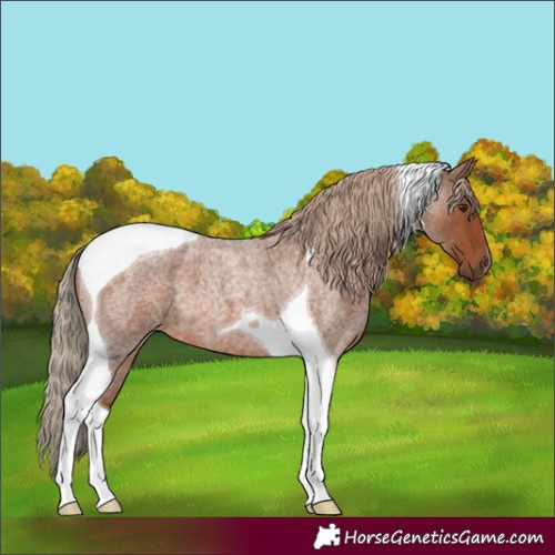 Horse Color:Red Roan Tobiano 