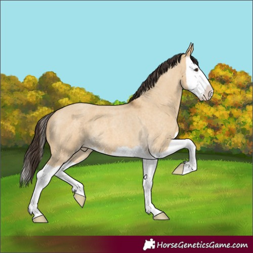 Horse Color:Buckskin Roan Dun Splash 