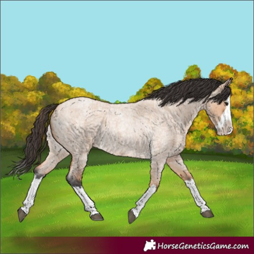 Horse Color:Bay Roan Dun Splash 