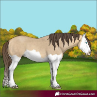Horse Color:Amber Cream Champagne Dun Splash 