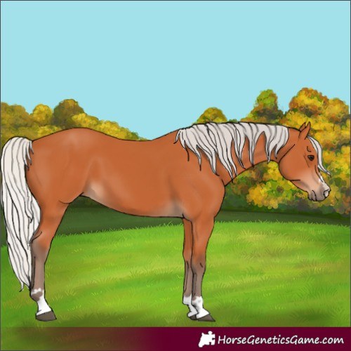 Horse Color:Silver Bay 