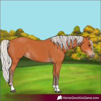 Horse Color:Silver Bay 