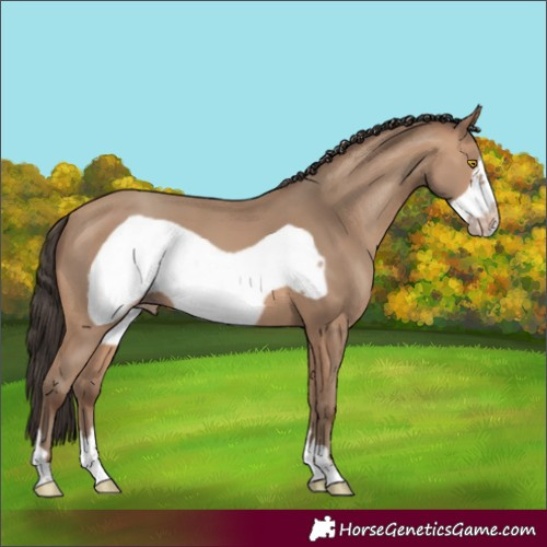 Horse Color:Sable Champagne Frame 