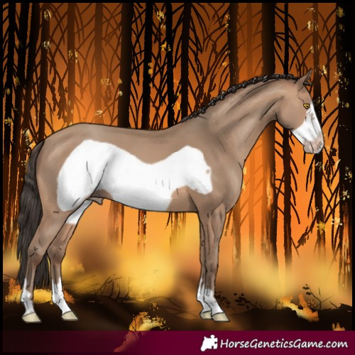 Horse Color:Sable Champagne Frame 