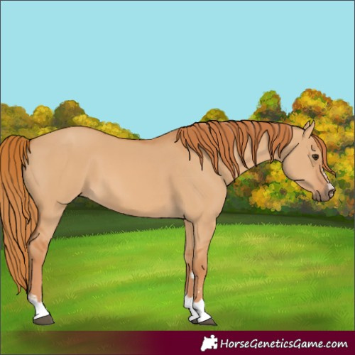 Horse Color:Red Dun