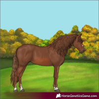 Horse Color:Chestnut 