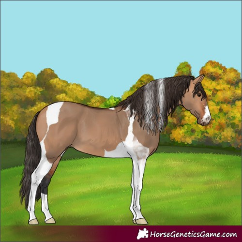 Horse Color:Bay Dun Tobiano