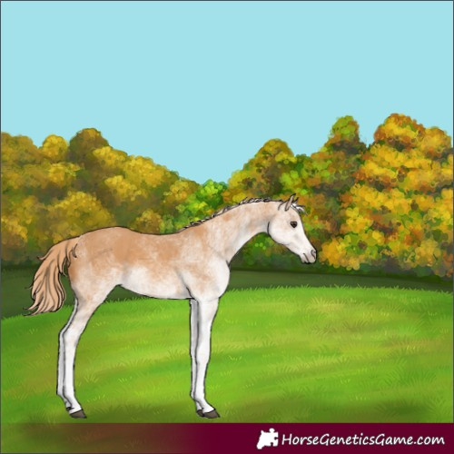 Horse Color:White Spotted Chestnut