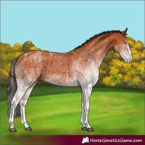 Horse Color:White Spotted Bay Splash  and White Spotted Bay Splash 