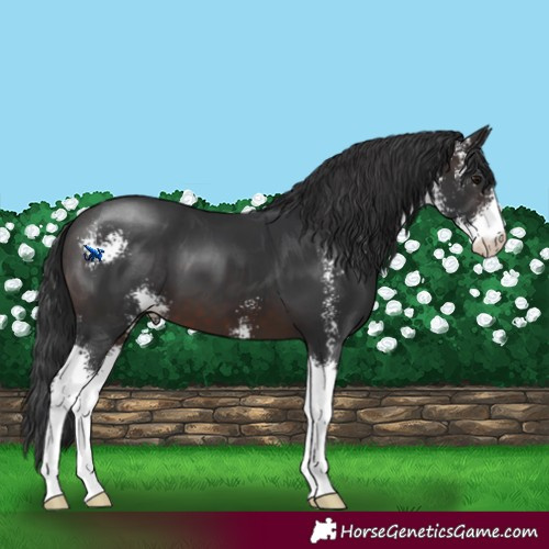 Horse Color:Brown Sabino 