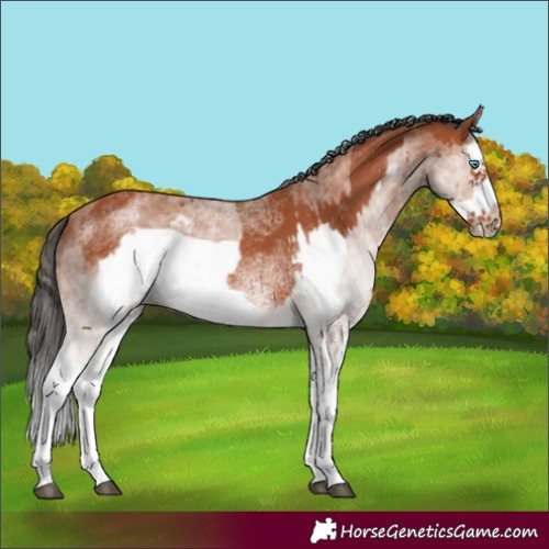 Horse Color:White Spotted Bay Splash  and White Spotted Bay Splash Frame 