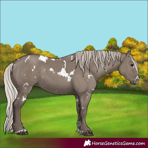 Horse Color:White Spotted Silver Grullo Sabino 