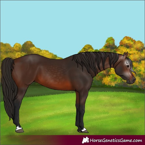 Horse Color:Gray Bay
