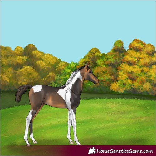 Horse Color:Buckskin Tobiano 