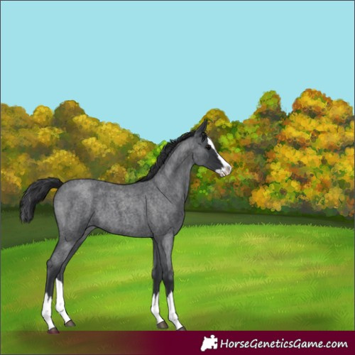 Horse Color:Blue Roan Splash 