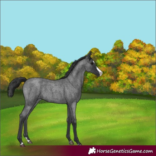 Horse Color:Blue Roan Splash 