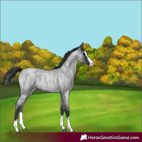 Horse Color:Blue Roan Splash 