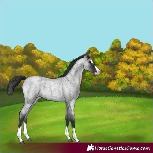 Horse Color:Blue Roan Splash 