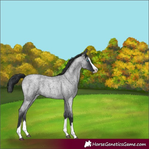 Horse Color:Blue Roan Splash 