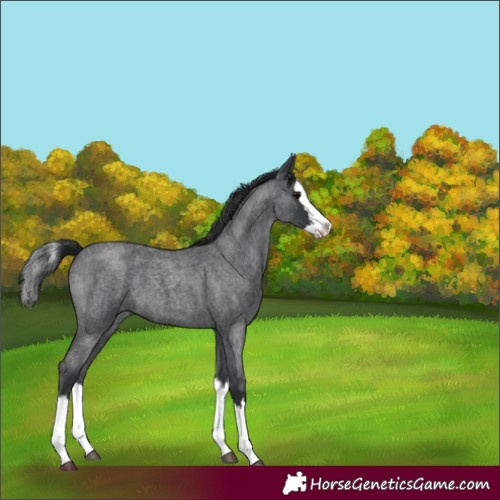 Horse Color:Blue Roan Splash 