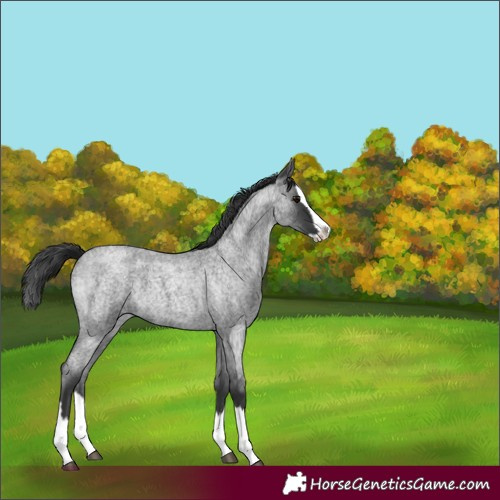 Horse Color:Blue Roan Splash