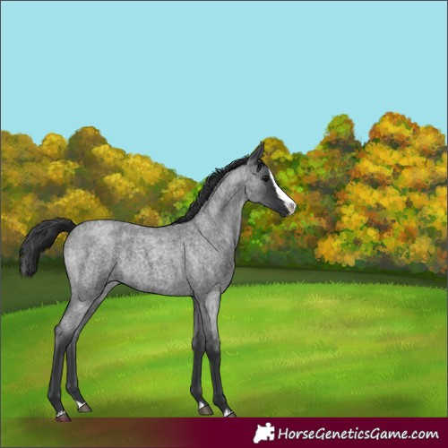Horse Color:Blue Roan Splash