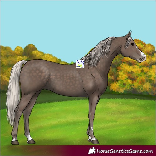 Horse Color:Silver Black Splash 
