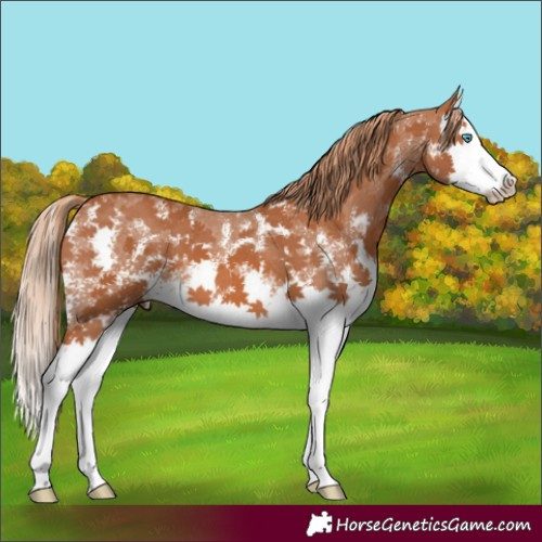 Horse Color:Chestnut Sabino Splash 