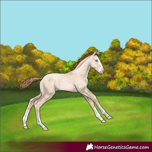 Horse Color:Sable Champagne Pearl Dun Splash