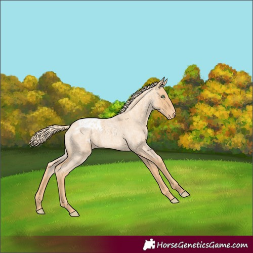 Horse Color:Gold Champagne Roan Appaloosa Rabicano 