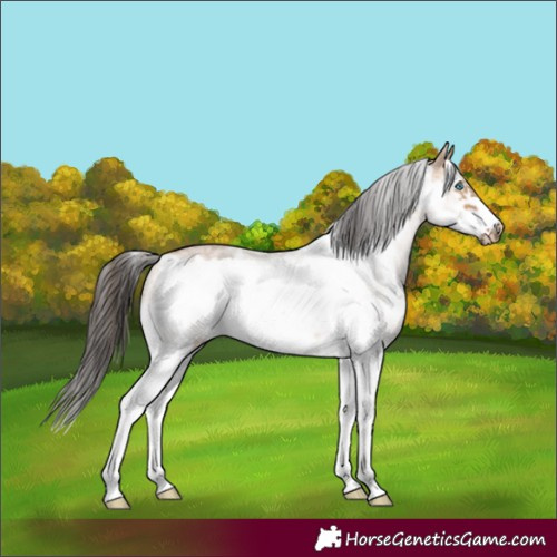Horse Color:White Spotted Bay Dun Frame 