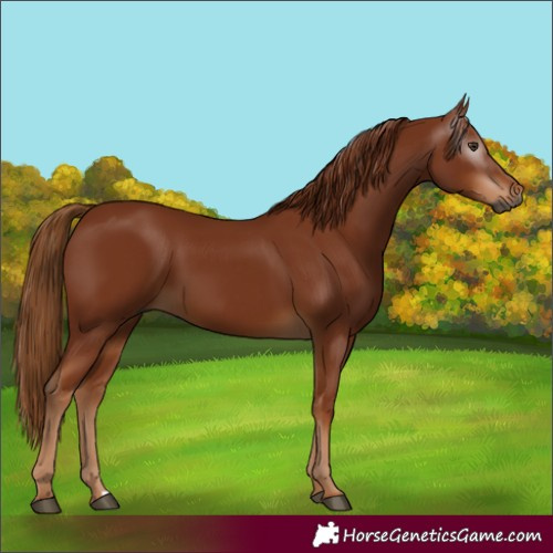 Horse Color:Gray Chestnut