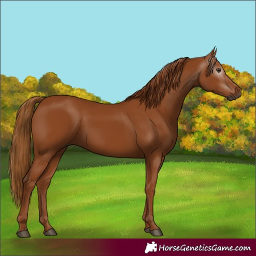 Horse Color:Gray Chestnut